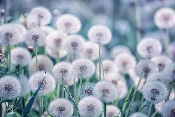 晴れた日には緑の草原に白いふわふわの花のタンポポがたくさん咲いていました ソフト選択的フォーカス 魔法のふわふわの花 — ストック写真