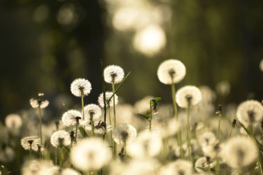 Güneşli bir günde yeşil bir çayırda bir sürü kabarık tüylü karahindiba. Yumuşak seçici odaklanma. Sihirli pofuduk çiçekler. Klasik stil.