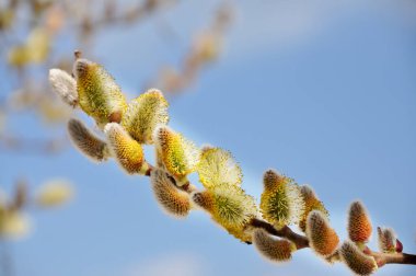 Yumuşak bir söğüt dalı. Baharın sembolü. Doğanın Uyanışı.