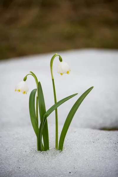 Delikatne Pierwsze Kwiaty Wczesną Wiosną Topniejącym Śniegu Leśnej Polanie Kwiat — Zdjęcie stockowe