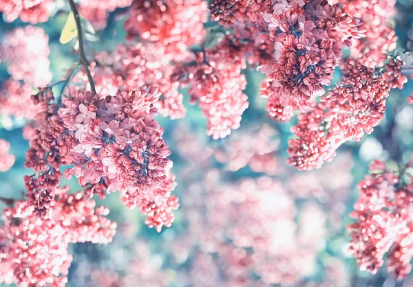 Jarní Kvetoucí Šeřík Zahradě Přírodní Jarní Pozadí — Stock fotografie