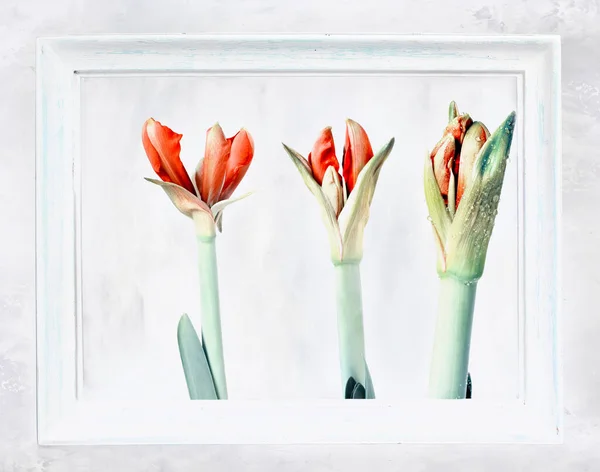Fleur Bourgeons Amaryllis Rouge Poussant Partir Une Ampoule Trois Fleurs — Photo