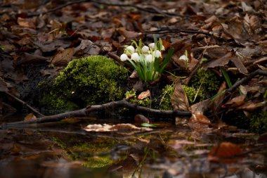 Ormandaki bir açıklıkta beyaz çiçekli çiçekler. İlk çiçekler bahar zamanıdır. Leucojum vernum. Vahşi doğada narin çuha çiçekleri.