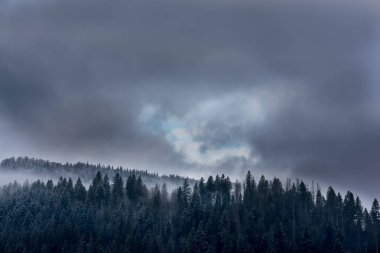 Dağ manzarası ladin ormanlarıyla kaplı. Dağlık ve dramatik bir gökyüzünde, donuk ve sisli dev köknar ağaçları. Rüzgârlı, ilkbahar başları.