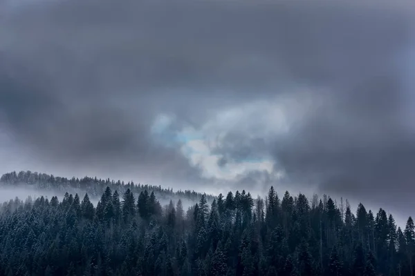 スプルースの森に覆われた山の景色 霜と山の中腹に霧と劇的な空に巨大なモミの木 早春の風景 — ストック写真