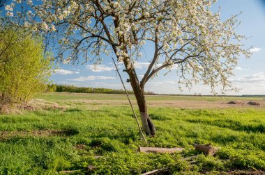 Kırsaldaki bir tarlada çiçek açan armut ağacı..