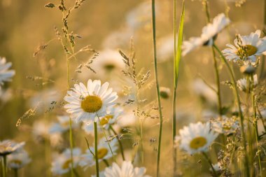 Sabah çayır tarlalarında papatyalar. Kırsalda yumuşak bir yaz sabahı.