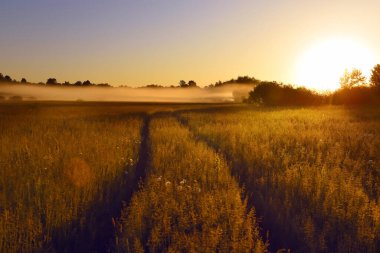 Baharda farklı kır çiçeklerinin açtığı sisli bir tarlada yol. Güneş ufuktan siste yükseliyor. Yaz sabahının erken saatlerinde güzel bir manzara.