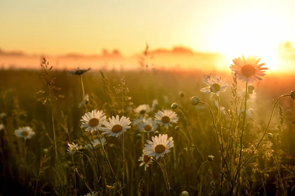 Campo Con Camomilla Fiori Primavera Sole Che Sorge Nella Nebbia — Foto Stock