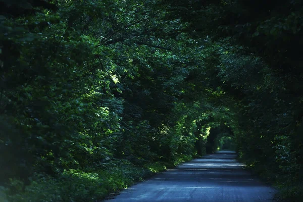 Road Trees Creating Arch Green Tunnel Made Tree Branches — Stock Photo, Image