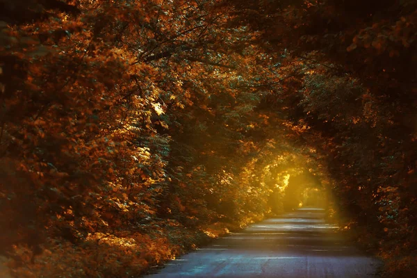 Road Yellow Trees Creating Arch Autumn Time Yellow Tunnel Tree — Stock Photo, Image