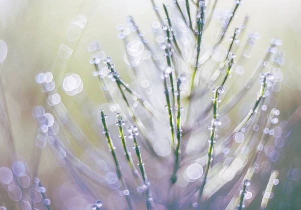 Imagem Abstrata Uma Planta Com Bokeh Espumante Foto Arte Grama — Fotografia de Stock