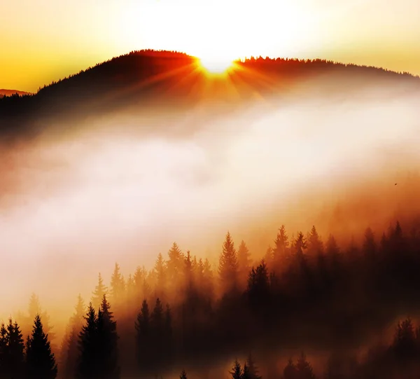 Montagnes Couvertes Sapins Dans Brouillard Silhouettes Sapins Sombres Sur Les — Photo