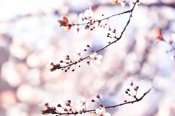 Jemný Květ Bílých Kvítků Třešňové Švestky Jarní Zahradě Umělecká Fotografie — Stock fotografie