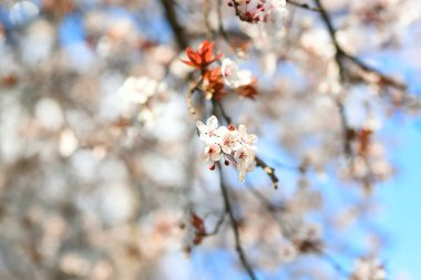 Bahar bahçesinde kiraz eriğinin yumuşak çiçekleri. resim yumuşak.