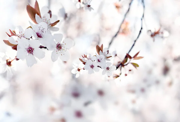 Jemný Květ Bílých Kvítků Třešňové Švestky Jarní Zahradě Umělecká Fotografie — Stock fotografie