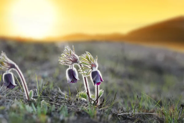 Spring flowers. Sleep grass or Pasque flower opened in a clearing at sunset. Pulsatilla patens