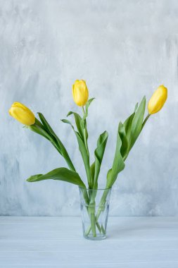 Gri arka planda cam bir fincanda üç sarı lale çiçeği..