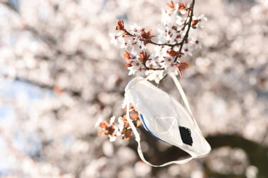 Bahar bahçesinde çiçek açan kiraz eriğinin dalındaki tıbbi yüz maskesi. Salgın.