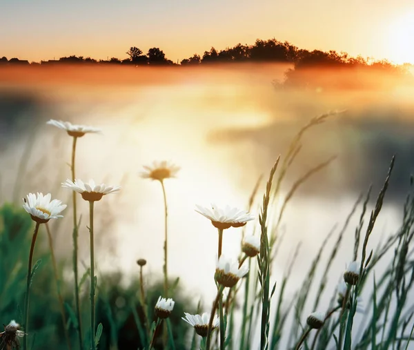 Daisy flowers by the river on an early foggy morning at dawn. Beautiful morning on a wild river in spring or summer.