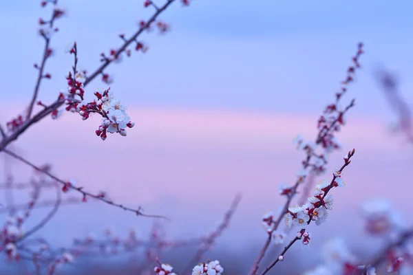Branches with delicate flowers, white flowers of a cherry on the background of a gentle pink sea dawn