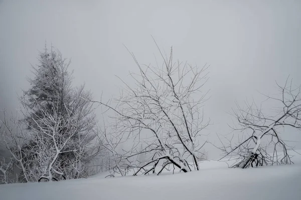 Kış Sisli Karlı Minimalizm Karda Büyük Bir Fırtına Karlı Gri — Stok fotoğraf