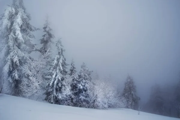 Kış Sisli Karlı Minimalizm Karda Büyük Bir Fırtına Karlı Gri — Stok fotoğraf