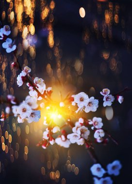 Çiçek açan bir kiraz dalı. Doğal nazik bahçe arka planı. Sanat fotoğrafı. Yumuşak seçici odak.