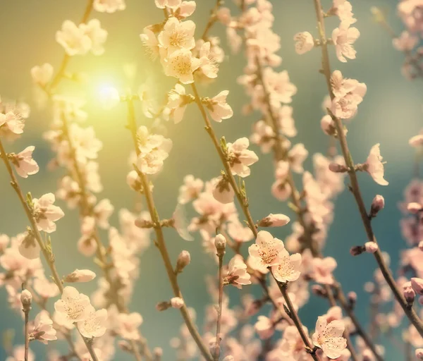 Schöne Blumen Frühling Abstrakten Hintergrund Der Natur Zweige Blühender Kirschen — Stockfoto