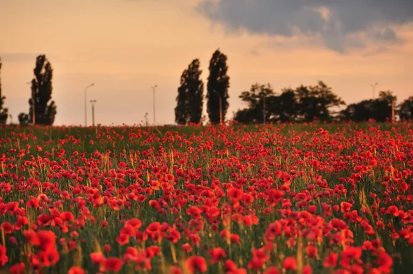 Campo Con Flores Amapolas Rojas Atardecer Una Hermosa Vista Del —  Fotos de Stock