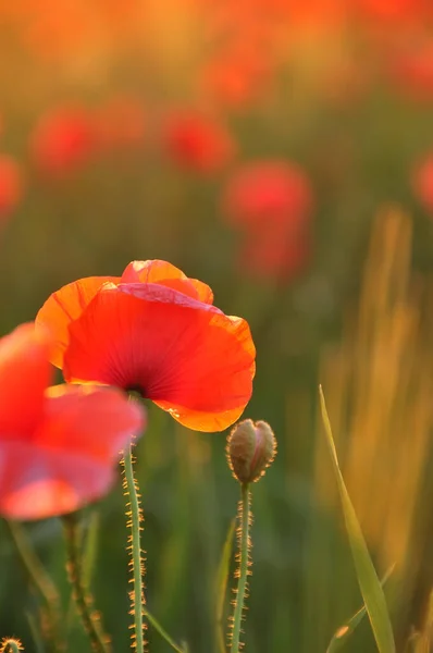 Flores Amapolas Escarlata Prado Mañana Primer Plano Enfoque Suave Luz — Foto de Stock