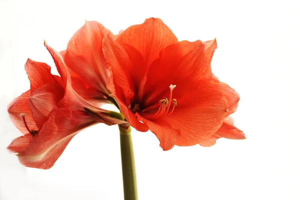 Leuchtend Rote Farben Einer Exotischen Amaryllis Blume Nahaufnahme Auf Weißem — Stockfoto