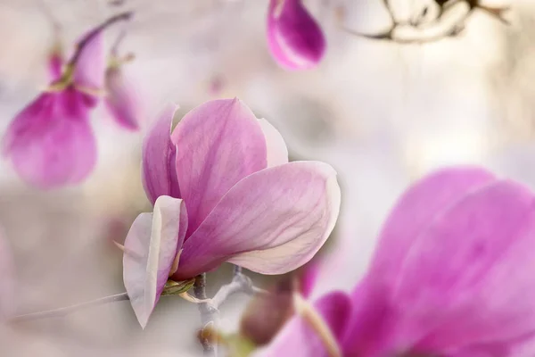 Нежные Цветки Розовых Магнолий Весеннем Саду Красивый Цветок Тонкими Лепестками — стоковое фото