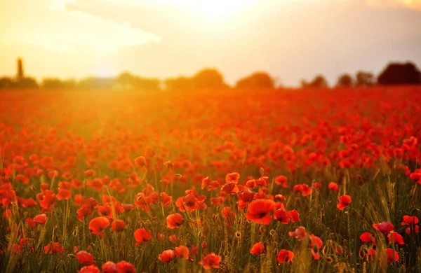 Campo Con Flores Amapolas Rojas Atardecer Una Hermosa Vista Del —  Fotos de Stock