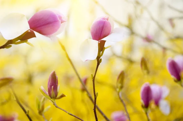 Delicate blooms of pink magnolia flowers in a spring garden against a background of flowering bright yellow bushes. Floral natural seasonal background of pink magnolia flowers. Art photo. — Stock Image Delicate Blooms Pink Magnolia Flowers Spring Garden Background Flowering Bright Stock Picture