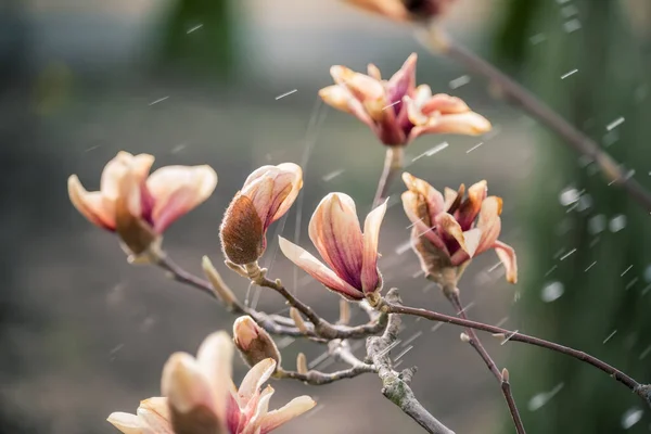 Delicate Flowers Powdery Magnolia Garden Small Raindrops Vintage Photo — Stock Photo, Image