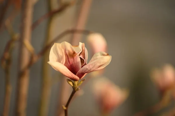 Нежный Цветок Магнолии Необычного Пастельного Цвета Ветке Естественном Фоне Сада — стоковое фото