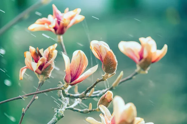 Delicate flowers of powdery magnolia in the garden and spring raindrops. Vintage photo.