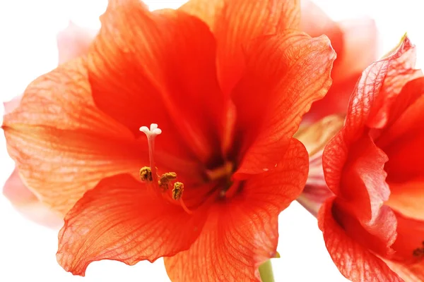 Leuchtend Rote Farben Einer Exotischen Amaryllis Blume Nahaufnahme Auf Weißem — Stockfoto