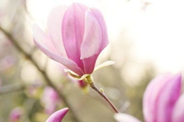 Sulange çeşitliliğinin pembe manolyasının narin çiçekleri doğal bir bahar bahçesi arka planında. yumuşak seçici odaklanma. Resim..