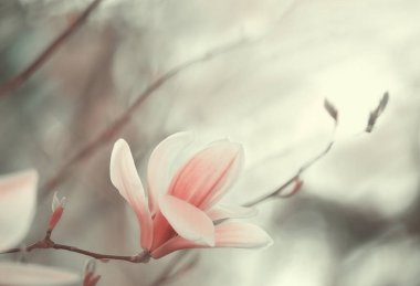 Gri doğal bahçe arka planında pembe bir manolya çiçeğinin hassas sanat fotoğrafı. Suluboya resim.