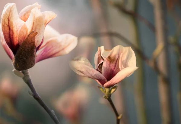 Zarte Magnolienblüte Von Ungewöhnlicher Pastellfarbe Auf Einem Zweig Auf Einem — Stockfoto
