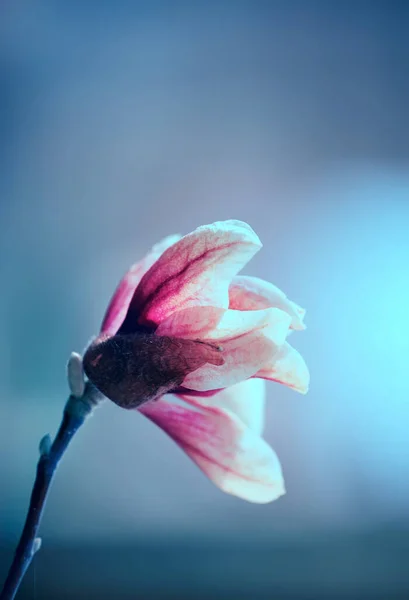 Delicato Fiore Magnolia Colore Pastello Insolito Ramo Uno Sfondo Giardino — Foto Stock