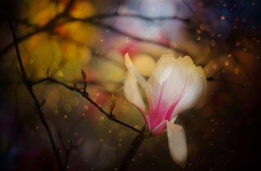 Manolya çiçekleri. Peri masalı sihirli fotoğrafı. Işıl ışıl parlayan Bokeh ile muhteşem görüntü