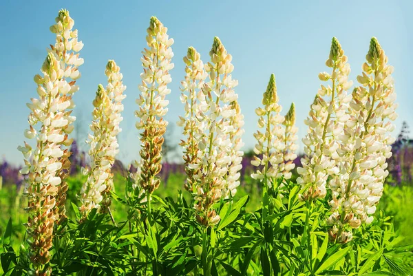 Çayırdaki Beyaz Lupinlerin Yemyeşil Çiçekleri Çiçekler Mavi Gökyüzüne Karşı Güneşli — Stok fotoğraf