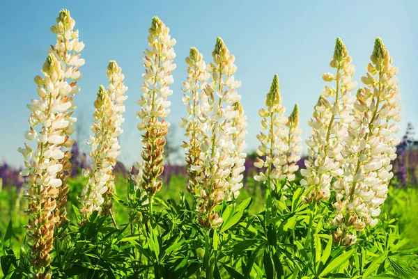 Frodig Blomning Vita Lupiner Blommor Ängen Blommor Mot Den Blå — Stockfoto