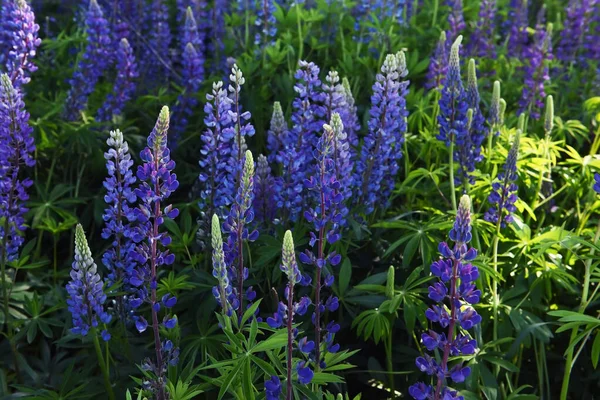 Weelderige Bloei Bloem Van Lila Blauwe Lupine Wei — Stockfoto