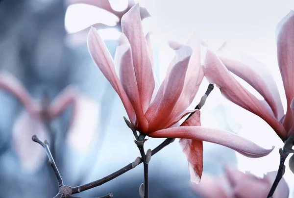 Zarte Blüten Der Lila Magnolie Auf Einem Natürlichen Gartenhintergrund Kunstfoto — Stockfoto