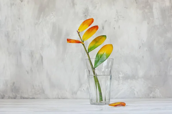 Una Rama Con Hojas Con Color Que Pasa Reverso Vidrio — Foto de Stock