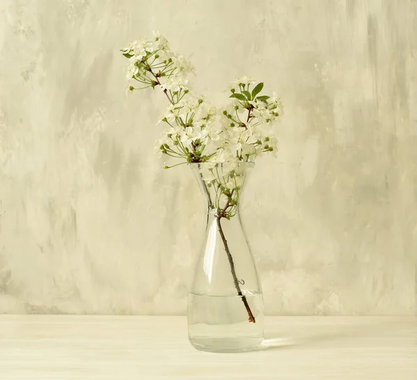 Ramo Com Flores Brancas Cereja Sakura Vaso Vidro Fundo Cinza — Fotografia de Stock